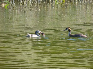 Podicipédidés Podiceps cristatus (Grèbe huppé) 1390460