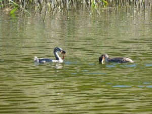 Podicipédidés Podiceps cristatus (Grèbe huppé) 1390461