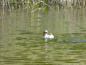 Podicipédidés Podiceps cristatus (Grèbe huppé) 1390463