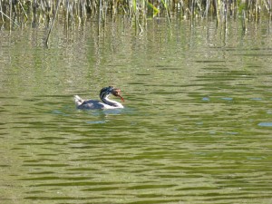 Podicipédidés Podiceps cristatus (Grèbe huppé) 1390472