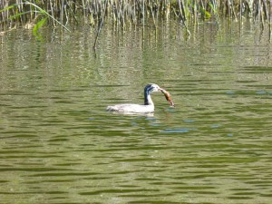 Podicipédidés Podiceps cristatus (Grèbe huppé) 1390475