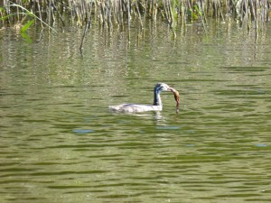 Podicipédidés Podiceps cristatus (Grèbe huppé) 1390476