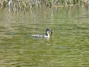 Podicipédidés Podiceps cristatus (Grèbe huppé) 1390479