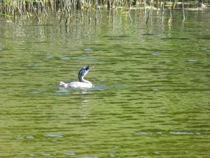 Podicipédidés Podiceps cristatus (Grèbe huppé) 1390491