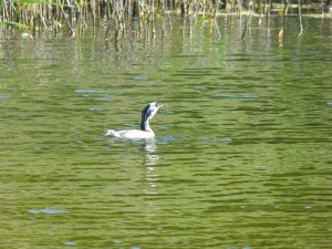 Podicipédidés Podiceps cristatus (Grèbe huppé) 1390492