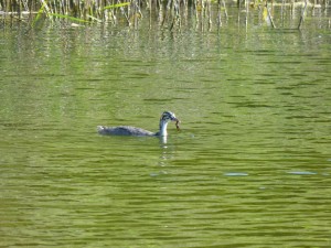 Podicipédidés Podiceps cristatus (Grèbe huppé) 1390504