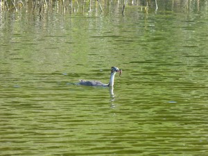 Podicipédidés Podiceps cristatus (Grèbe huppé) 1390510