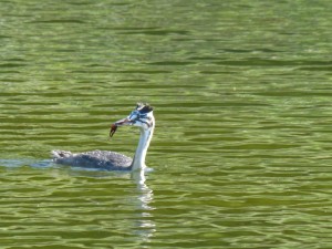 Podicipédidés Podiceps cristatus (Grèbe huppé) 1390514