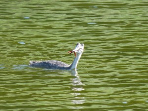 Podicipédidés Podiceps cristatus (Grèbe huppé) 1390518