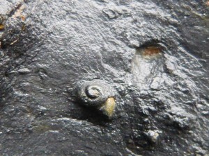 77.1 16 Fossiles gastéropode