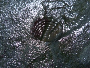 77.1 31 Trilobite pygidium