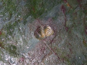 77.1 32 Trilobite pygidium