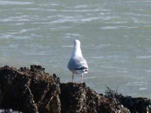 77.1 56 Goéland argenté