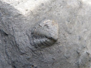 77.1 65 Fossile mystère