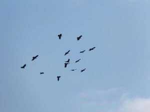 78.1 31 D'étranges corvidés