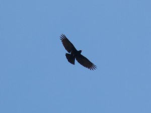 78.1 32 Un étrange corvidé