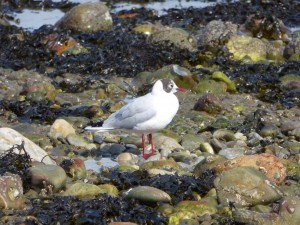 78.2 01 Mouette rieuse