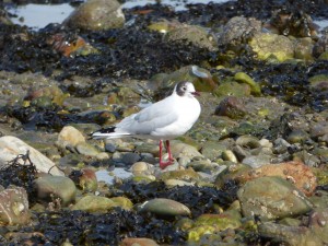 78.2 02 Mouette rieuse