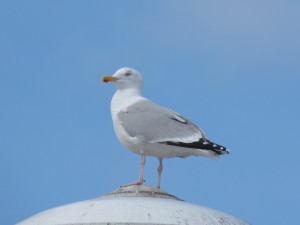 78.2 17 Goéland argenté