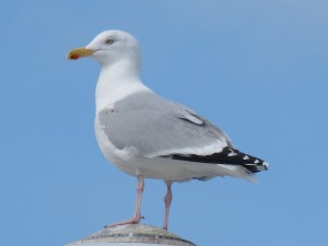 78.2 18 Goéland argenté