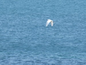 78.2 62 Aigrette garzette