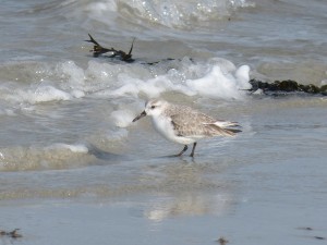 78.2 70 Bécasseau sanderling