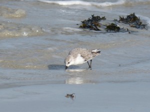 78.2 71 Bécasseau sanderling