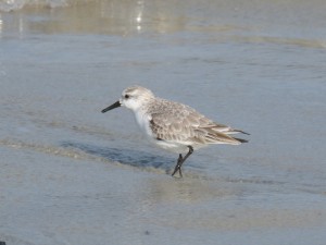 78.2 72 Bécasseau sanderling