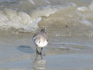 78.2 73 Bécasseau sanderling