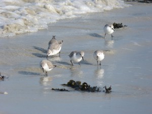 78.2 74 Bécasseaux sanderlings