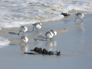 78.2 75 Bécasseaux sanderlings