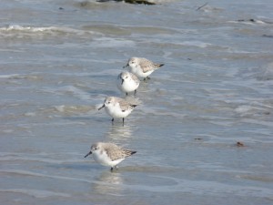 78.2 76 Bécasseaux sanderlings