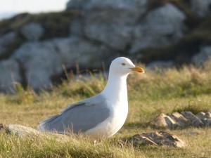 78.3 26 Goéland argenté