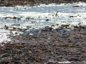 78.3 44 Bécasseaux sanderlings