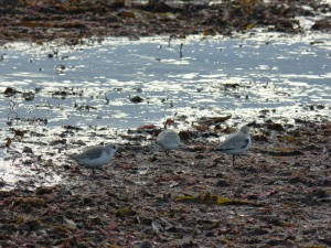 78.3 45 Bécasseaux sanderlings