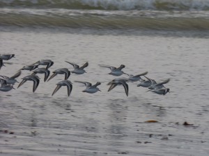 78.3 46 Bécasseaux sanderlings