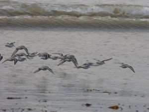 78.3 47 Bécasseaux sanderlings