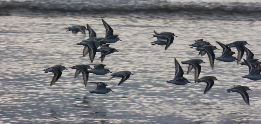 78.3 48 Bécasseaux sanderlings