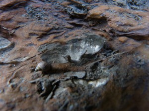 79.1 19 Fossile