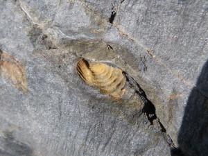 79.2 07 Trilobite