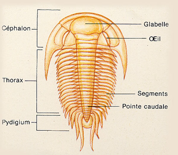 trilobite-anatomie