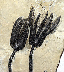 79.3 66 Crinoides fossiles
