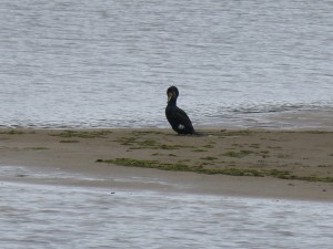 80 03 Grand cormoran