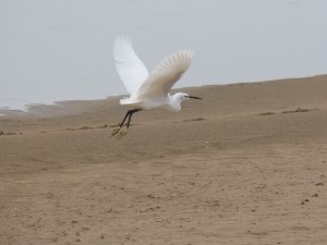 80 05 Aigrette garzette