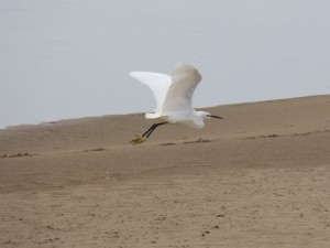 80 06 Aigrette garzette