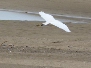 80 07 Aigrette garzette