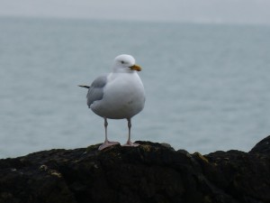 80 31 Goéland argenté