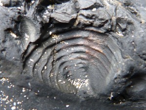 80 51 Trilobite