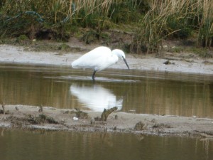 81 1 12 Aigrette garzette