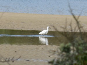 81 1 27 Aigrette garzette